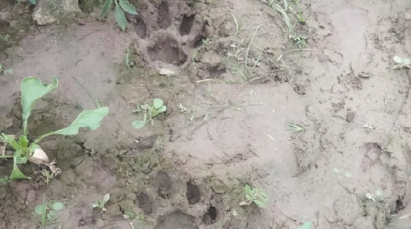 tigers footprints