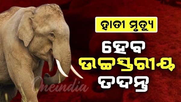 Elephant death