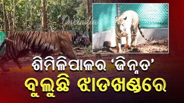 Tigress Zeenat