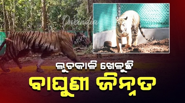 Tigress Zeenat