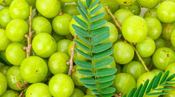 Health Benefits of Amla
