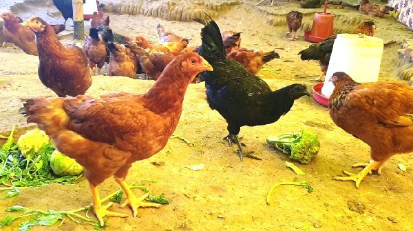 hen