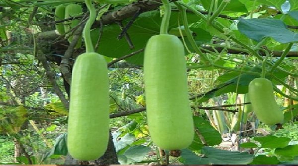 Health Benefits of Bottle Gourd