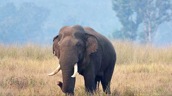 Odisha News