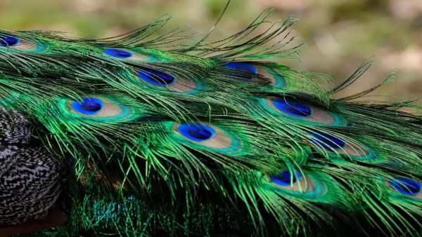 Peacock
