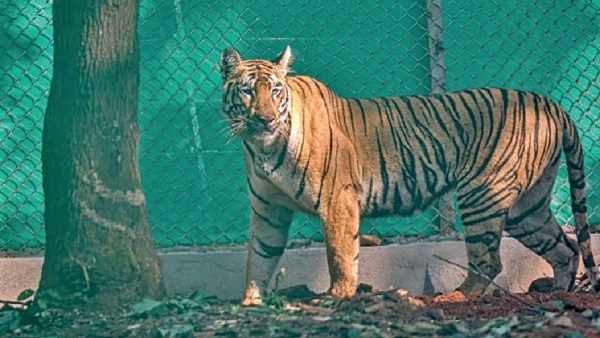 Jinnat