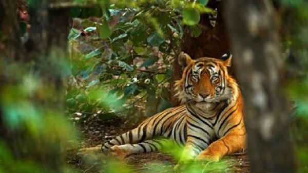 tigers