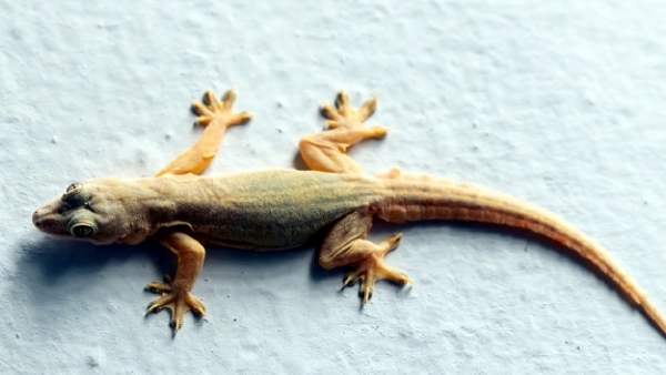 lizard