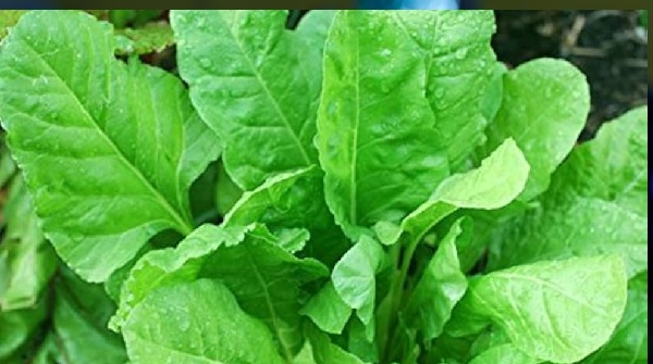 some Evidence-Based Benefits of Spinach Juice