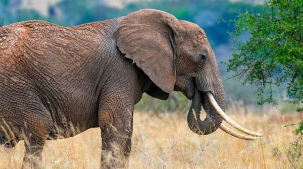 Seeing an elephant in a dream
