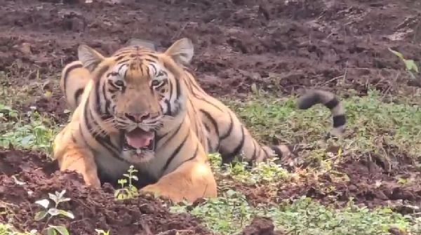Odisha tigress darted in Bengal using tranquillising gun
