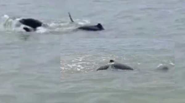 Dolphin count