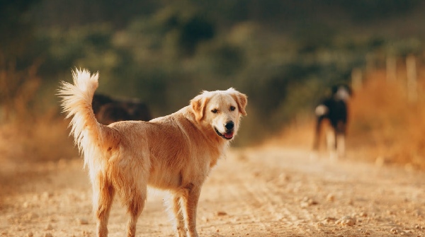 lakshadweep only state in india not single dog nor snake will be seen here zero
