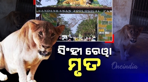 Lioness Rewa Passes Away In Nandankanan Zoological Park