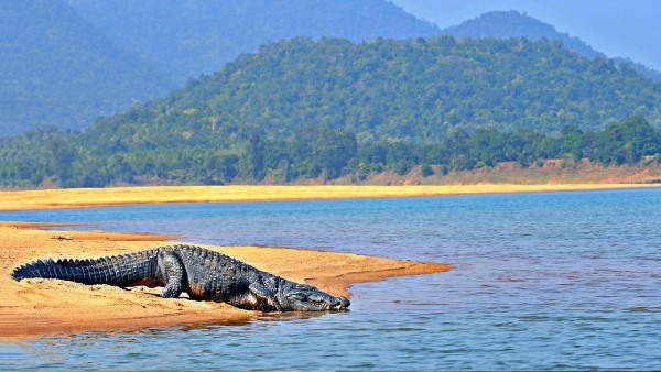 Satkosia
