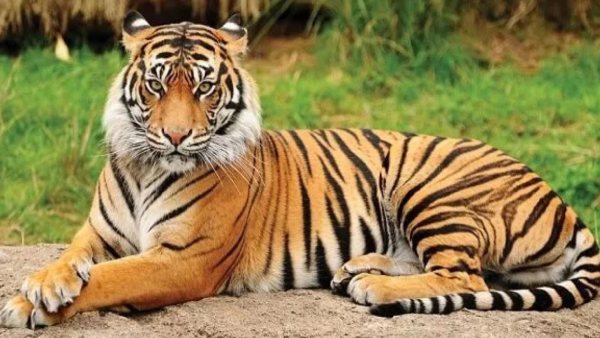 4 tigers died