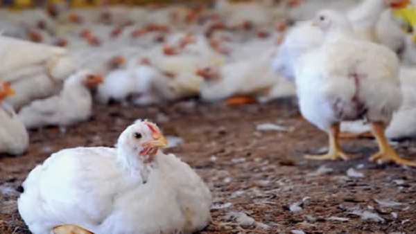 Bird flu