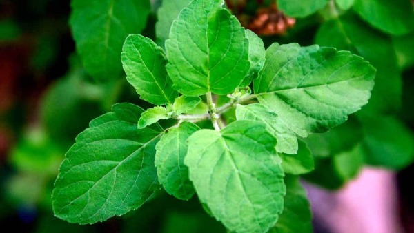 tulsi
