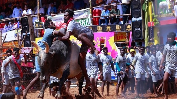 Jallikattu 2025 competition tragedy