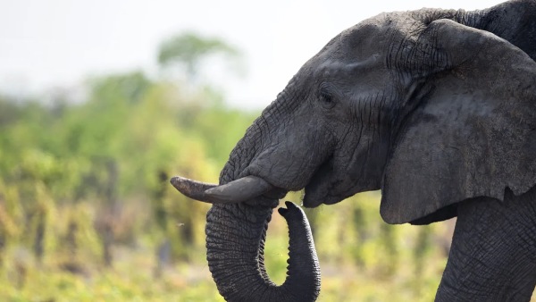 elephant