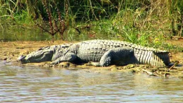 crocodile