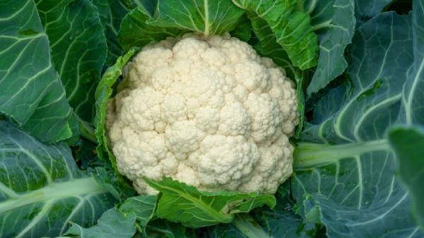 cauliflower l