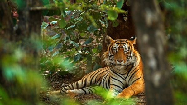 tigers died