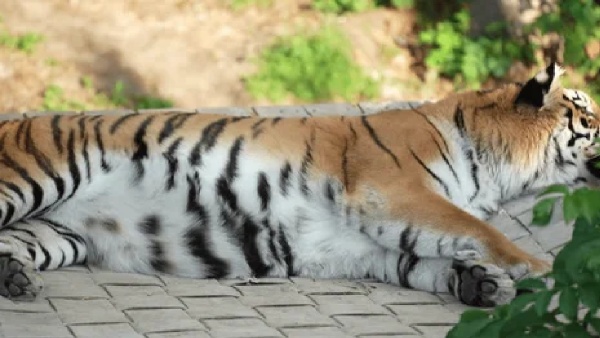 tiger body