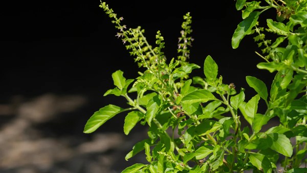 tulasi