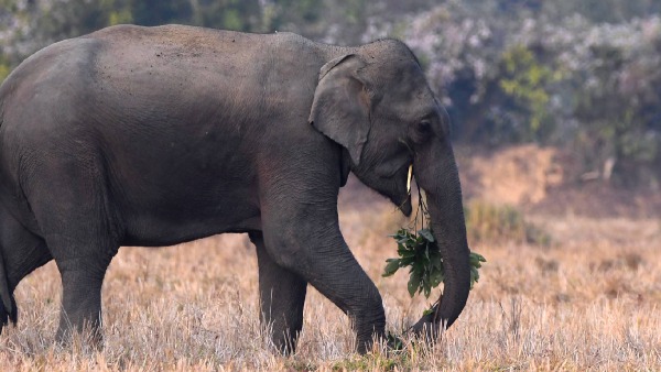 elephant s death