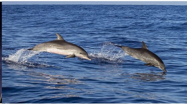 dolphin count