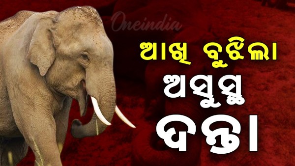 elephant is dead