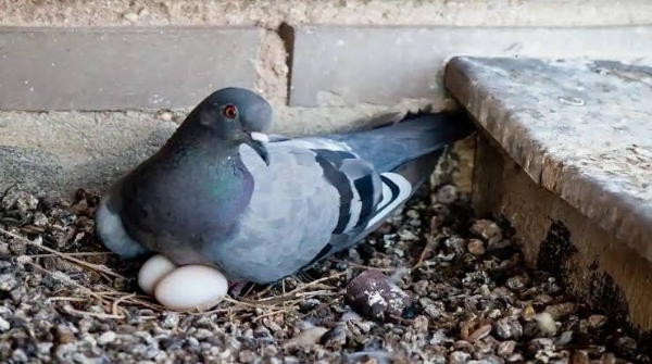 para eggs at home