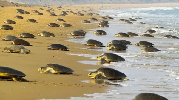 6 98 lakh turtles