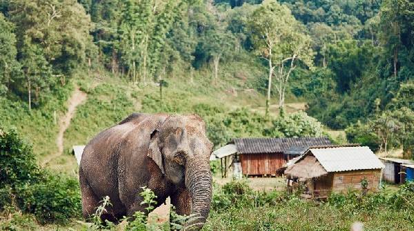 Elephant