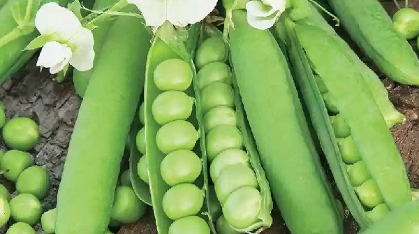 Green Peas Health Benefits
