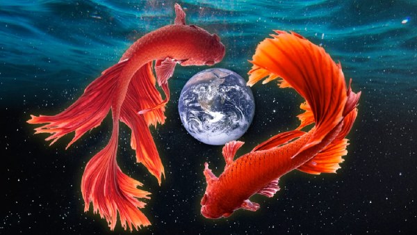 Dreaming of fish