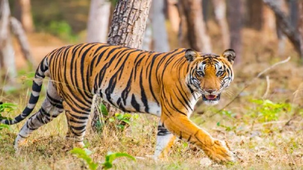 Kalrapatriya tiger