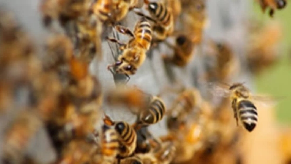 bee attack