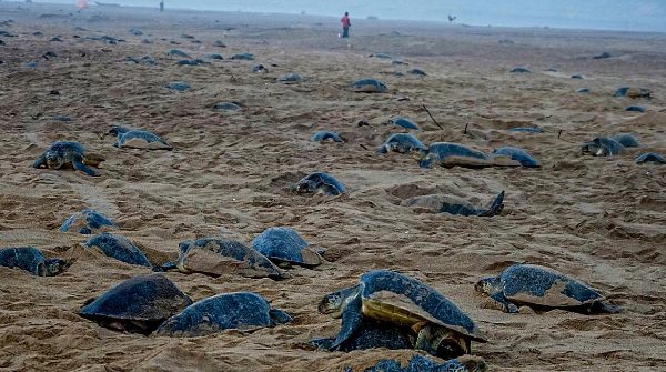 Olive Ridley Turtles Olive Ridley Turtles