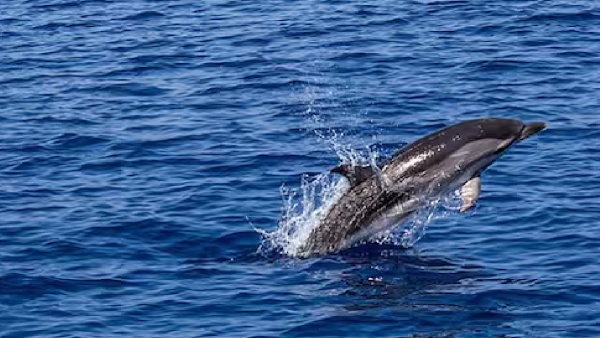 dolphins i