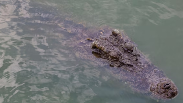 crocodile