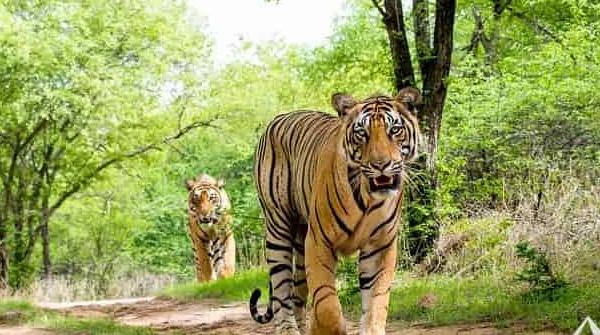 World Wildlife Day 2025
