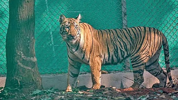 Zeenat