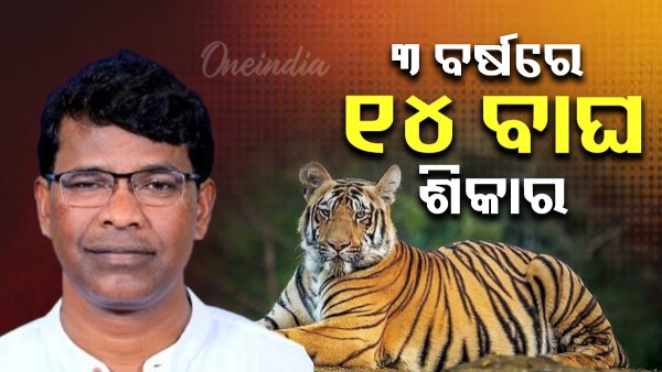 tigers