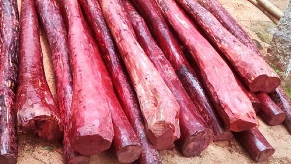 Blood sandalwood