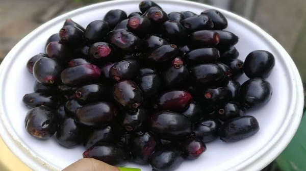lifestyle Jamukoli not for suitable to health
