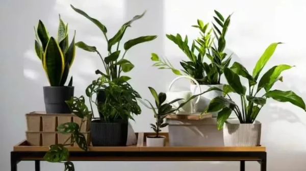 Lifestyle Plant these plants to keep your home cool