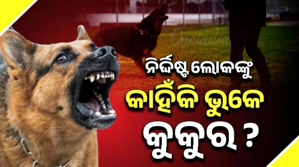 LIFESTYLE Why do dogs attack only certain people