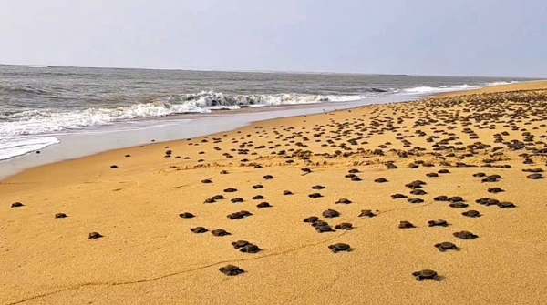 Olive Ridley turtle hatching at Gahiramatha beach